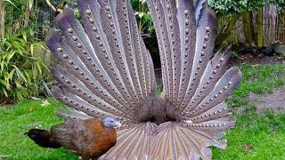 Download lagu Melihat Langsung Burung Kuau Raja, dan Dengar Suaranya. mp3