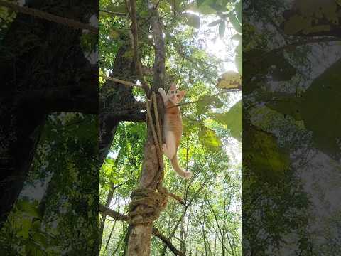 charu♥️♥️♥️funny cat 🤪🤪shortfeed##