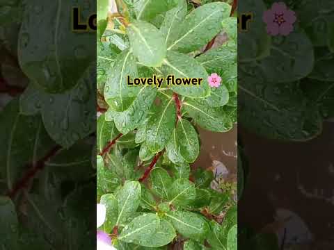 lovely flowers 🌹 #oldies