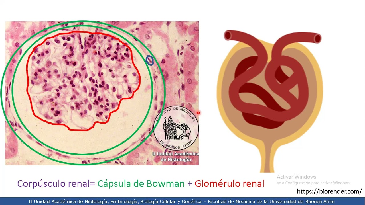 VIDEHISTO #34 | Sistema urinario - Riñón