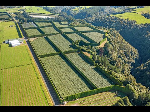 1010 Te Matai Road, Te Puke, Western Bay of Plenty, Bay of Plenty, 0 Bedrooms, 0 Bathrooms, Horticulture