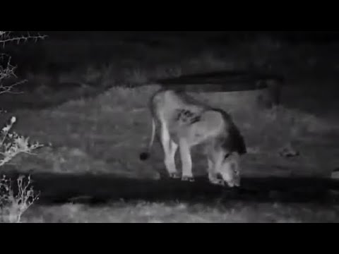 Tembe Elephant Park Cam ~ 4 Lions ~ Nightime Roars~ Sept6 7, 2022