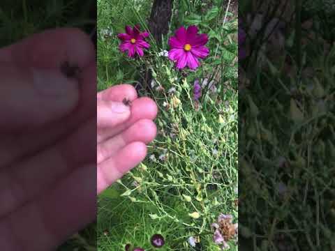 The best time to plant garden seeds. Full moon planting.