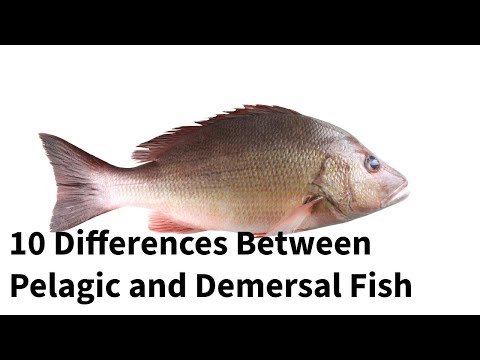 10 Differences Between Pelagic and Demersal Fish