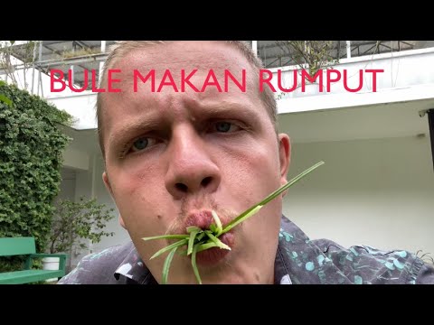saat-bule-gabut-rumput-dan-bunga-di-makan-i-bule-dewata
