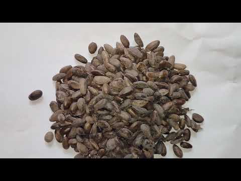 Sitaphal Seeds ( Annona squamosa )
