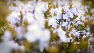 Siento que (Jumbo) - Osheye Rebolledo (Charliepapa)