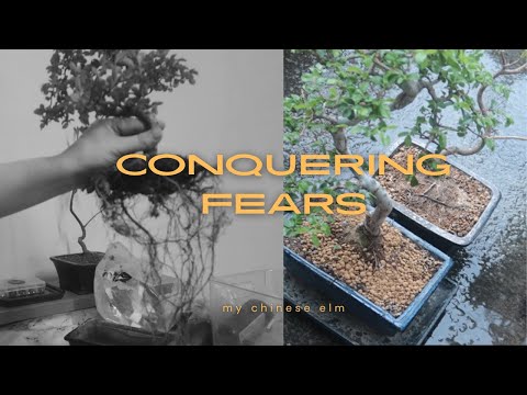 Roots Revealed: Repotting My Chinese Elm Bonsai Tree