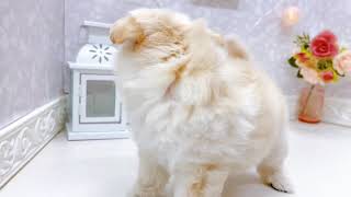 ハーフ犬の動画01