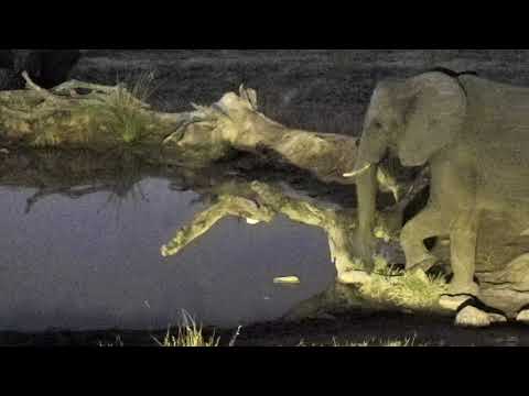 Djuma: Elephant breeding herd - 06/01/18