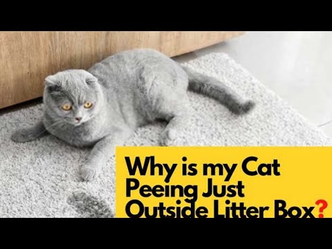 4 Reasons Why Cats Pee Outside the Litter Box | How to Stop Your Cat from Peeing