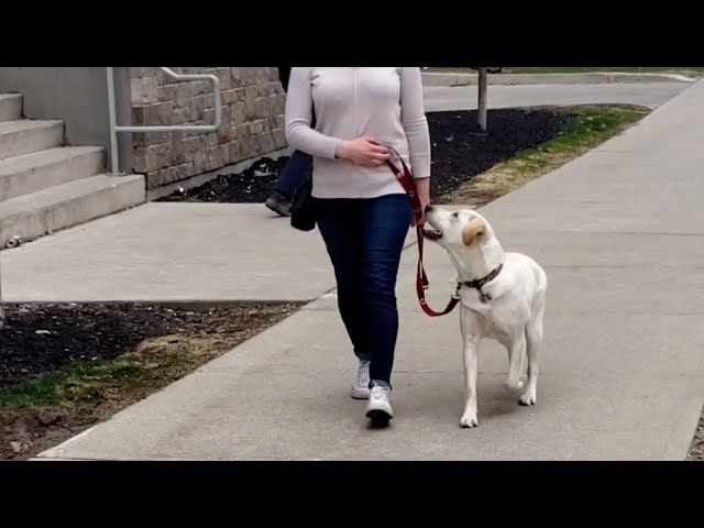 YouTube video preview