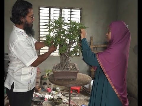 চিকিৎসক দম্পতির ছাদে দেশি-বিদেশি হাজারো বনসাই