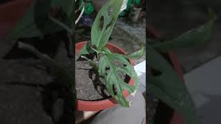 Download lagu Pernah VIRAL‼️Daun janda bolong besar🤫😁 mp3 Download lagu Pernah VIRAL‼️Daun janda bolong besar🤫😁 mp3