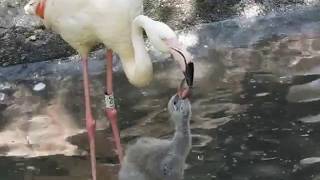 Fiocchi «rosa» al Parco Natura viva di Verona, nati 14 fenicotteri : «Accuditi nella nursery»