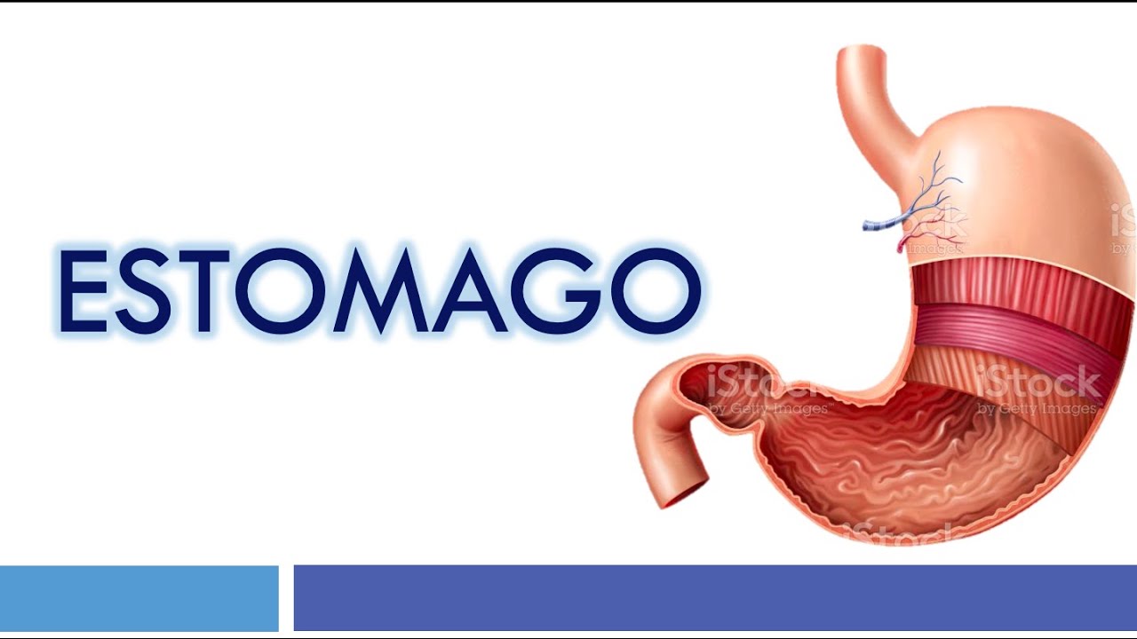 HISTOLOGÍA del ESTÓMAGO