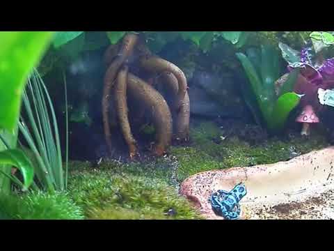 Poison Dart Frog Shedding His Skin! OMG!  They Eat It!