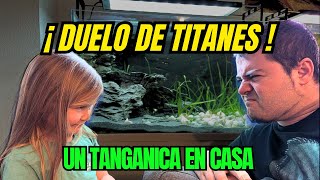 🐚 ¿EL MEJOR TANGANICA?  Estelita monta su primer acuario (Paso a paso) #firemouthaquaristic