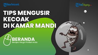 Patut Dicoba! Ini Tips Mudah Mengusir Kecoa di Rumah Tanpa Bahan Kimia, Bisa Pakai Daun Salam?