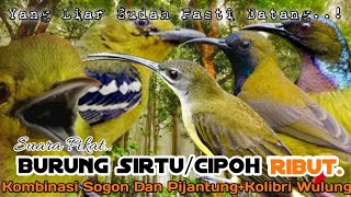 Download lagu SUARA PIKAT BURUNG SIRTU/CIPOH RIBUT. SOGON. PIJANTUNG. KOLIBRI WULUNG.. mp3 Download lagu SUARA PIKAT BURUNG SIRTU/CIPOH RIBUT. SOGON. PIJANTUNG. KOLIBRI WULUNG.. mp3