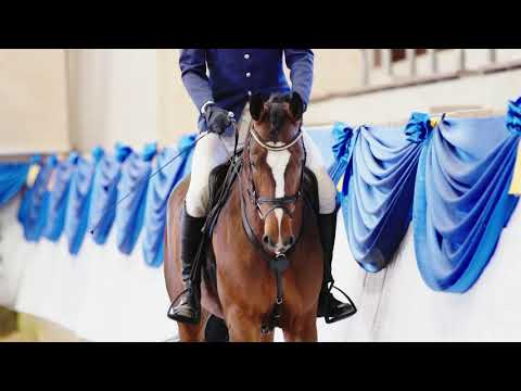 Haupt- und Landgestüt Schwaiganger - Van Cordoba