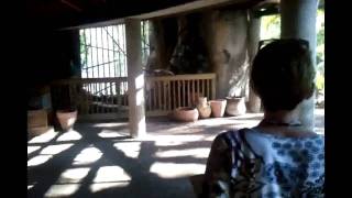 preview picture of video '№ 439 АМЕРИКА Обезъяны в  Busch Garden  Тампа Флорида'