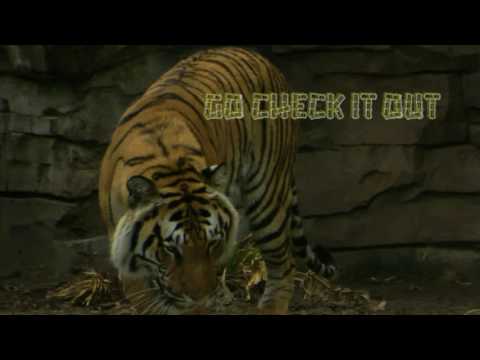 August 16th Power Trading Hour with David White on TFNN   2016