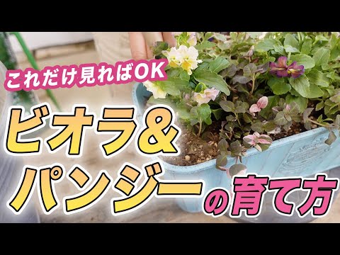 園芸 ミルキートウダイグサ、ドラゴンボーン、燭台トウダイグサ