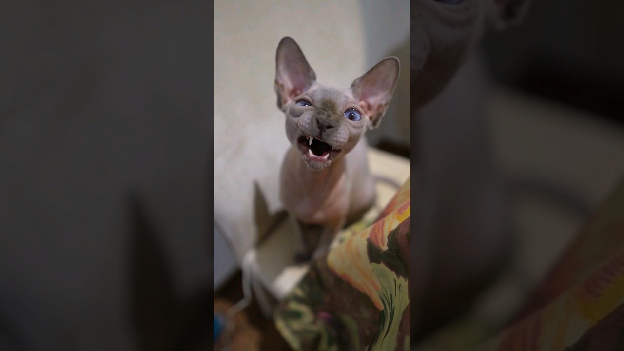 Sphynx Kitten Yawn
