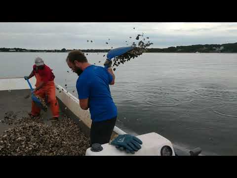 EXPLORING  an Oyster Farm | WILL IT GROW | #oysters #farming