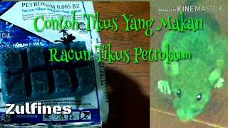 Download lagu Tikus haus karena Petrokum (racun tikus) mp3 Download lagu Tikus haus karena Petrokum (racun tikus) mp3