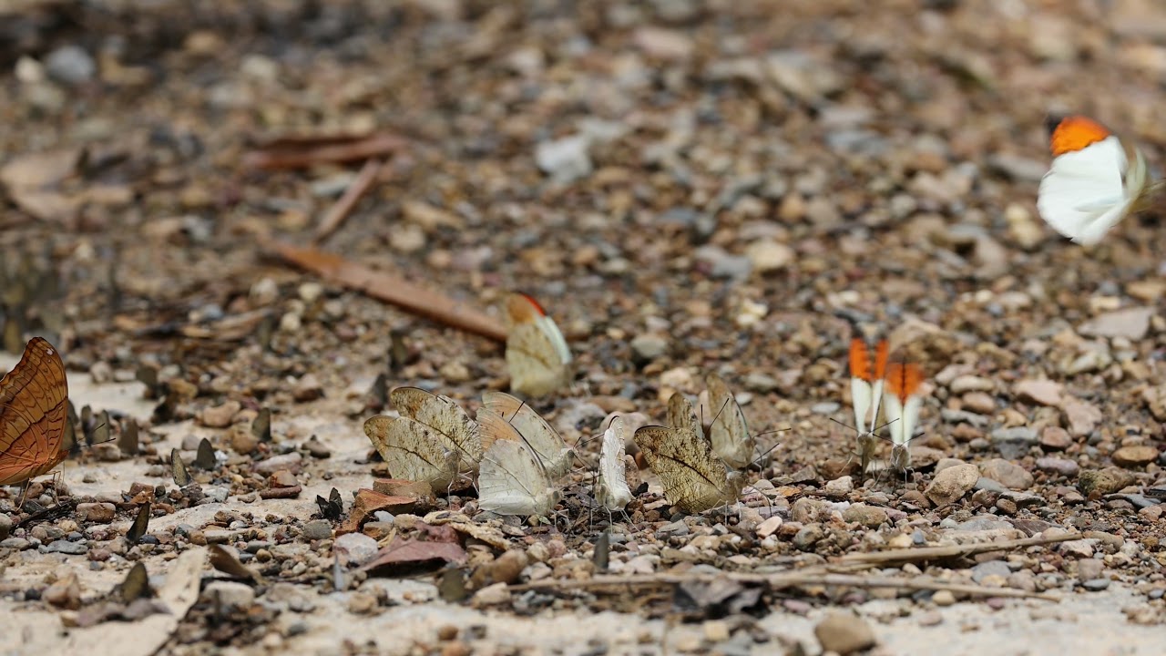 Hebomoia glaucippe Great Orange-Tip butterflies flying showing white wings with bright orange tips in natural habitat