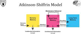 Tricky Topics: Atkinson-Shiffrin Model