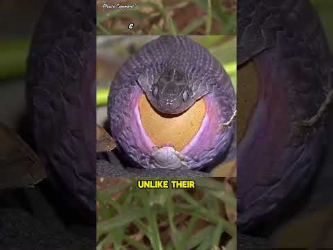 Bizzare Egg-Eating Serpent 🐍 - Dasypeltis - #wildlife