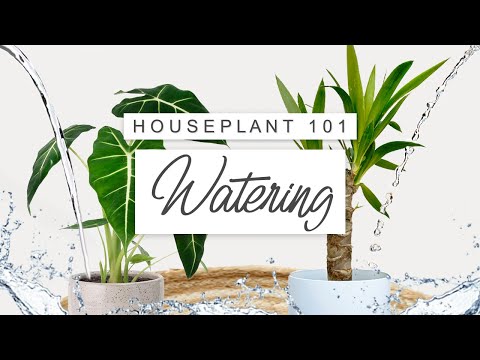 , title : 'BOTTOM vs TOP Watering 💧 How To Water Indoor Plants Correctly 🌱 Houseplant 101'