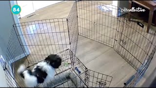 Smart Dog Escapes Cage Brilliantly | Best Pets of the MONTH