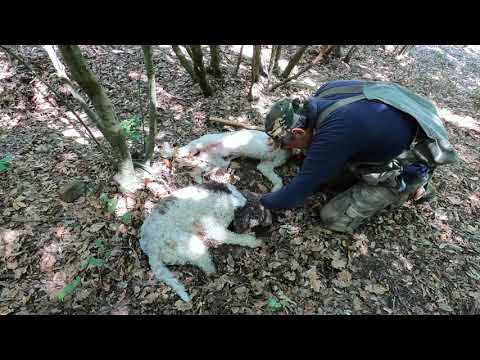 Trüffelgenuss mit Savini Tartufi