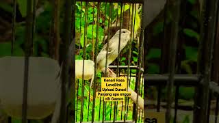 Download lagu KENARI ISIAN LOVEBIRD NGEKEK #shorts mp3