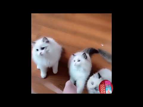 funny cat moment foryou moment#pauldunning#viralvideo  jacksongalaxy #briderking#vaneezacat