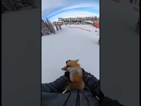 this man tried to save a freezing fox 😭…. #animals #wholesome