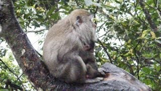 preview picture of video 'MONKEY FOREST IN LOMBOK'