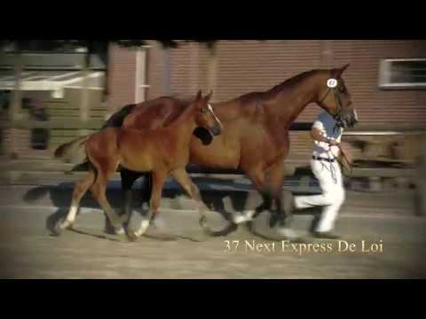 37 Next Express de Loi (Global Express x Numero Uno), hengst/colt, 30-4-2018, vos, KWPN