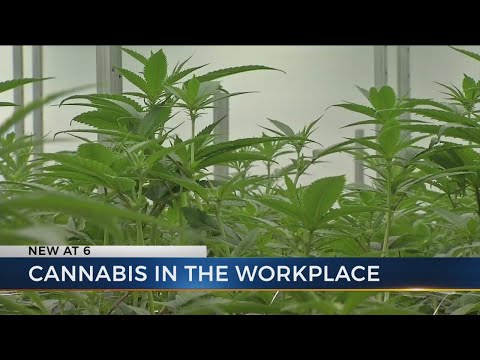 New medical marijuana laws may test workplace drug policies