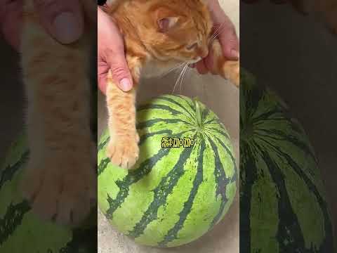 Grandma, What Are You Up To? 😂😂😂 #PetParentingFun #Hilarious #CutenessOverload