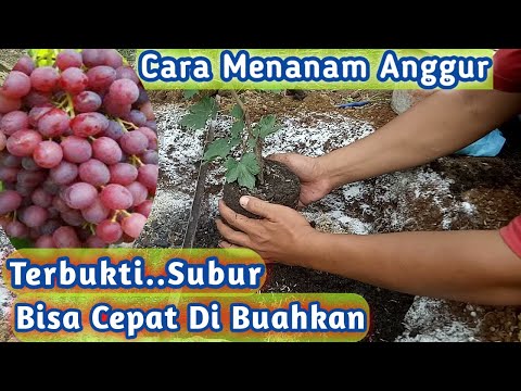 , title : 'Cara Menanam Anggur Di Tanah Langsung,Terbukti Tumbuh Subur.Cepat Berbuah'