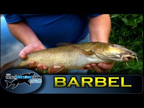 Barbel fishing tips on the River Severn (Part 1)