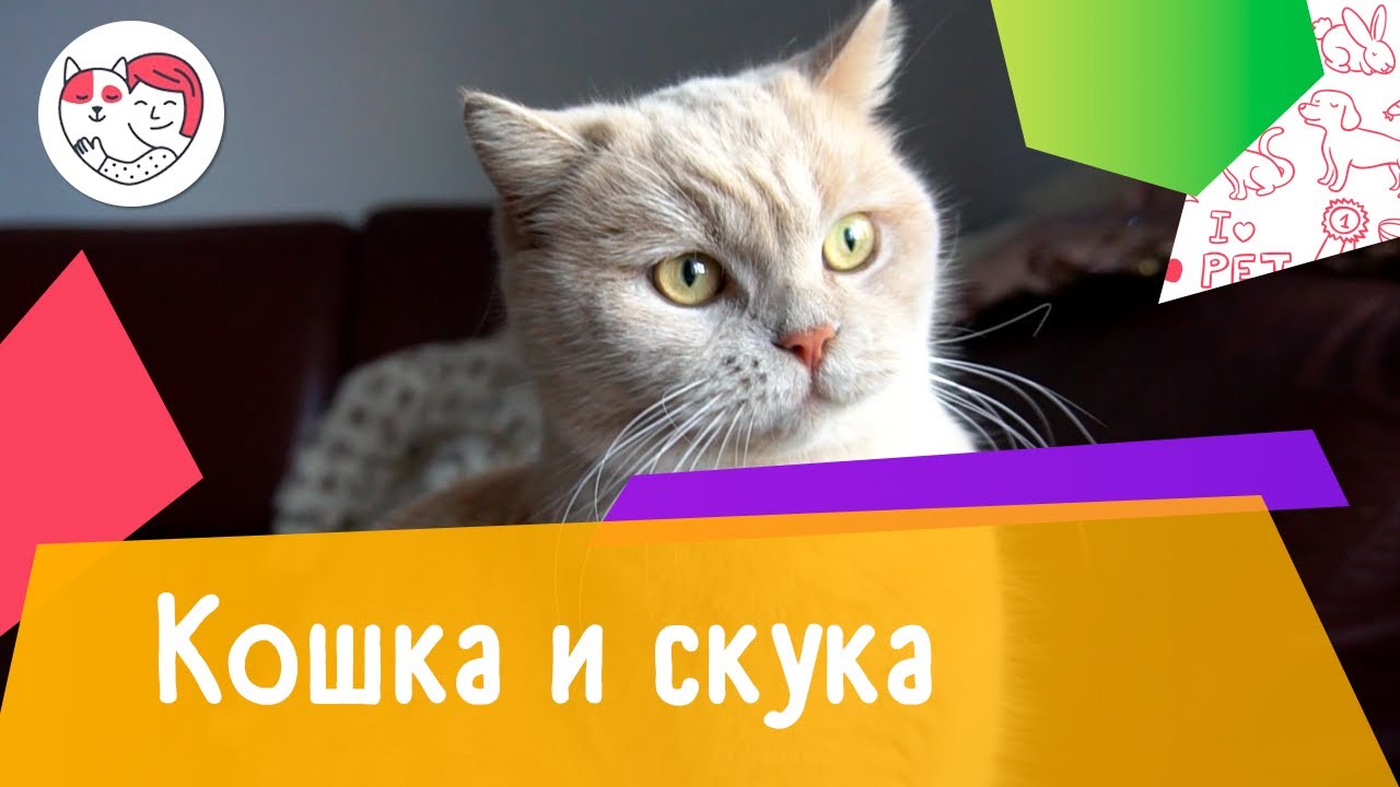 Как понять, что вашей кошке скучно: 5 признаков