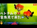 【ニーハオ宮田】金魚ちゃんねる_『ベトナムで金魚見て来た vol 1 goldfish in vietnam vol 1』