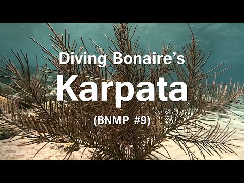 Diving Bonaire's Karpata Dive Site