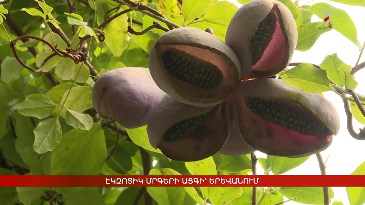 Էկզոտիկ մրգերի այգի՝ Երևանում